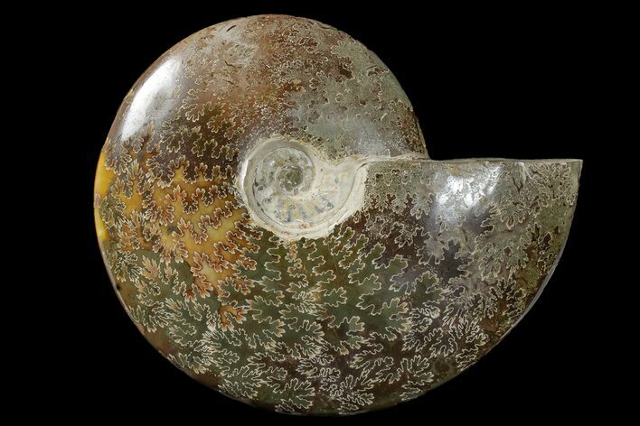 Bargain, Polished Ammonite (Cleoniceras) Fossil - Madagascar #166384